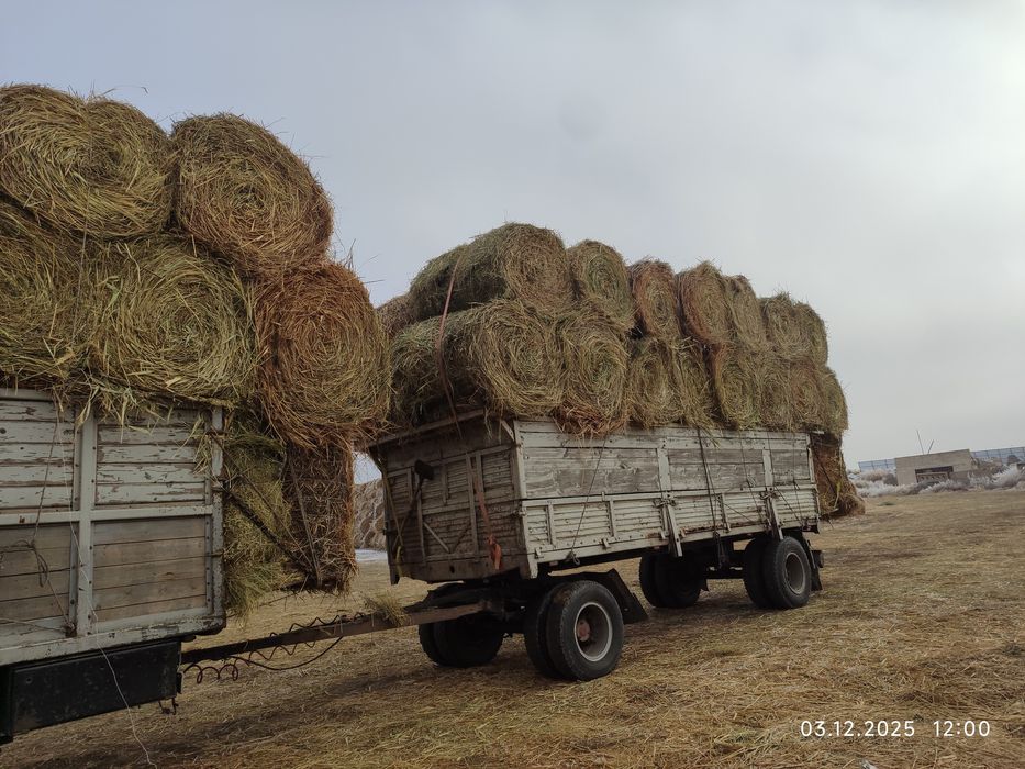 Сено жоңышқа сабан қамыс