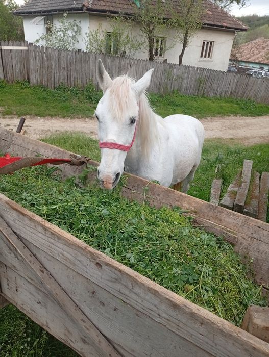 Vand sau schimb iapă garantată la tras