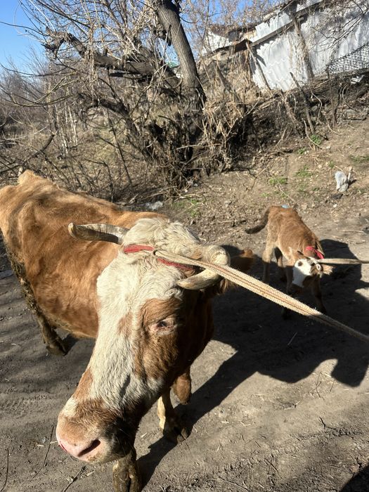 Продаю хорошую дойную корову вместе с телёнком