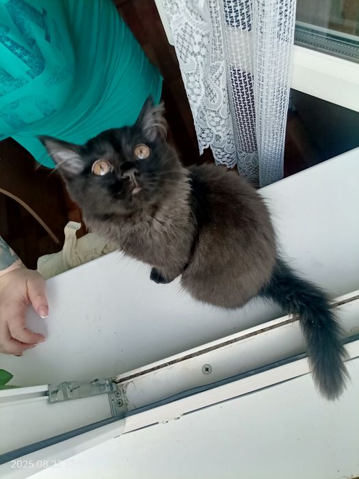 ПОТЕРЯЛАСЬ любимая кошечка