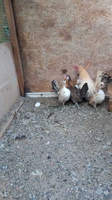 Продам декоративных курей