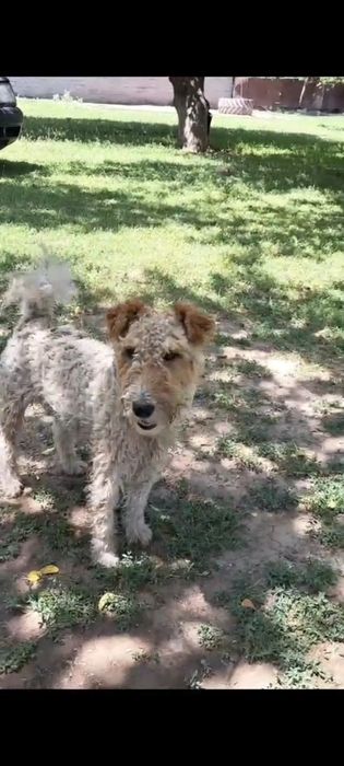 Фокстерьер Фокстерьер  кобель 3 года.рабочий