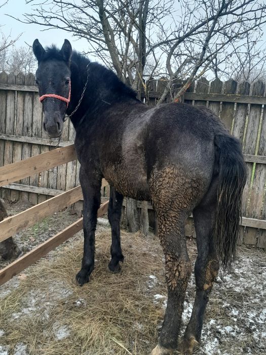 De vânzare tot ce se vede