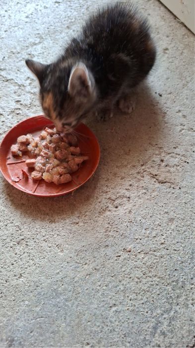 ‼️ Donez pisica urgent