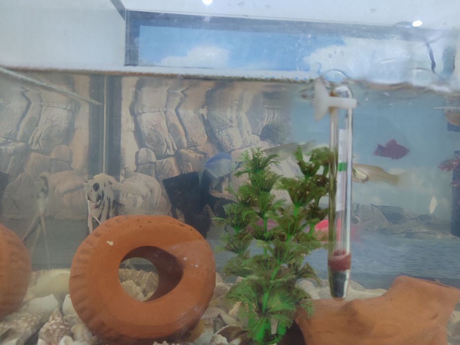 Аквариум с рыбами