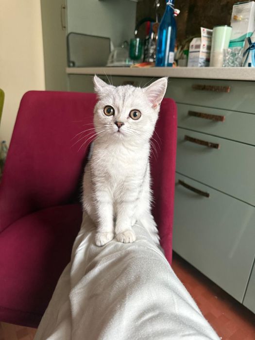 Petsitter/ingrijitor de animale de companie