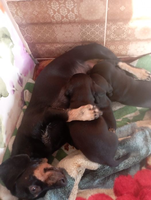 Продам щенков такс чистокровных.