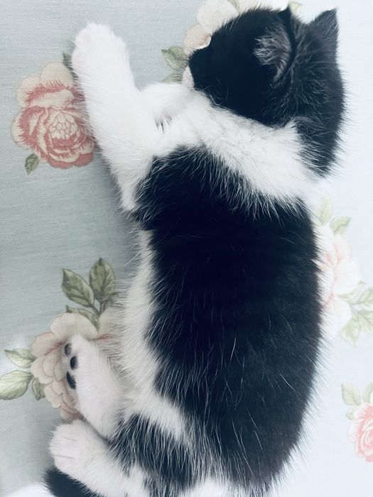 Британский котенок