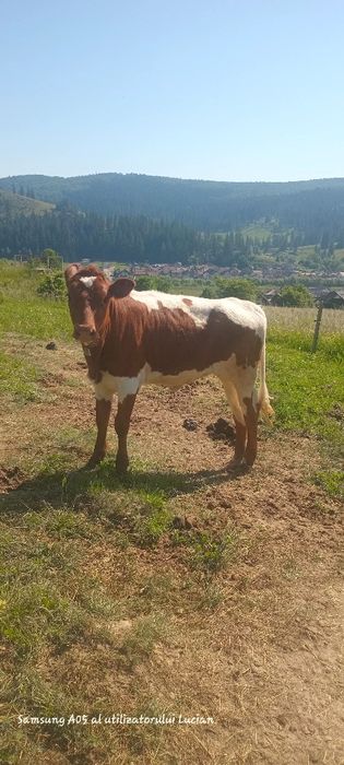 Vând juncă balțată românească trecută de un an