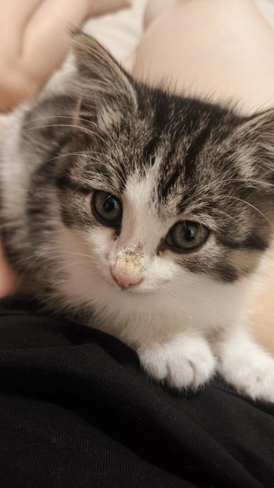 Котенок (девочка) ищет дом