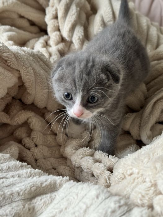 Вислоухий шотландец котенок мальчик