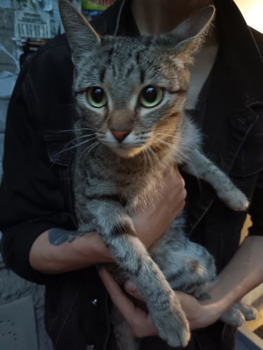 Нашли кошку, вокзал