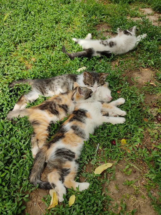 котята два месяца