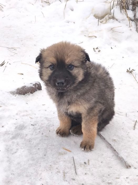 Отдам щенят в добрые руки