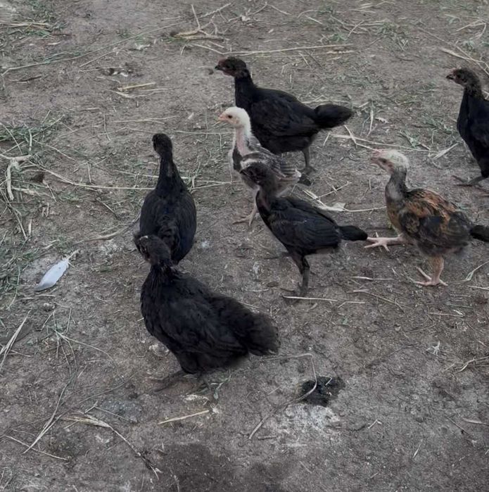 Продам цыплят черных
