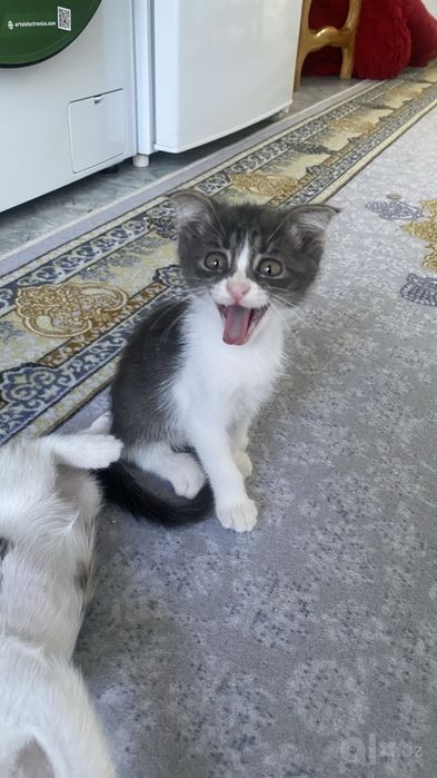 Mushuk bolalari 2oylik. 4ta