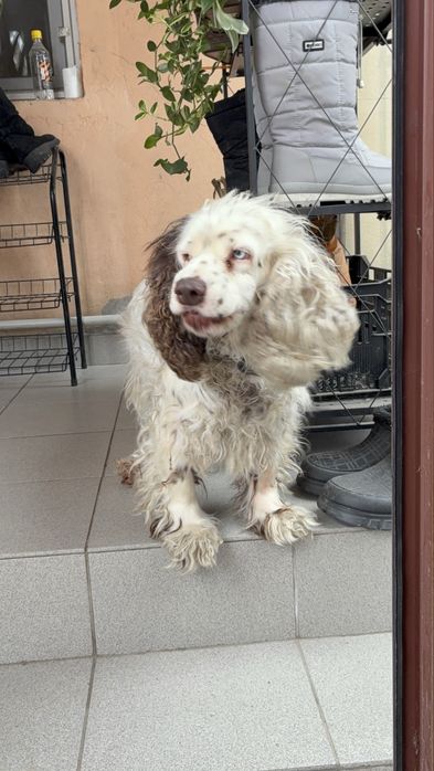 Русский спаниель. Сука.