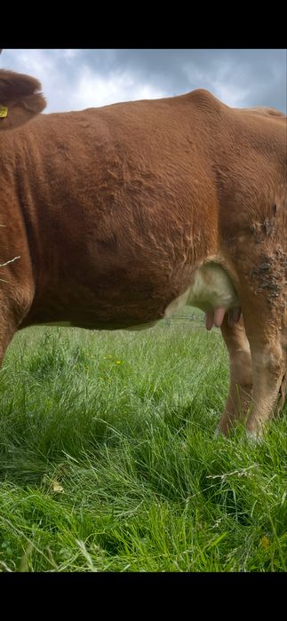 Vaca la prima fatare