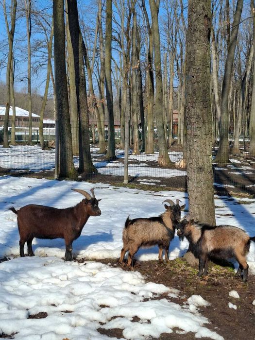 Vând țapi pitici - 200 lei/bucata
