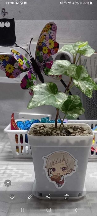 Цветы комнатные-подарок.