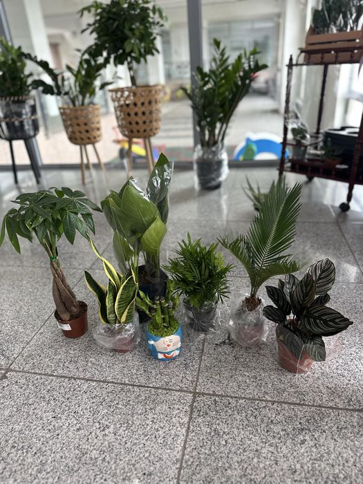 Комнатные цветы по 3500