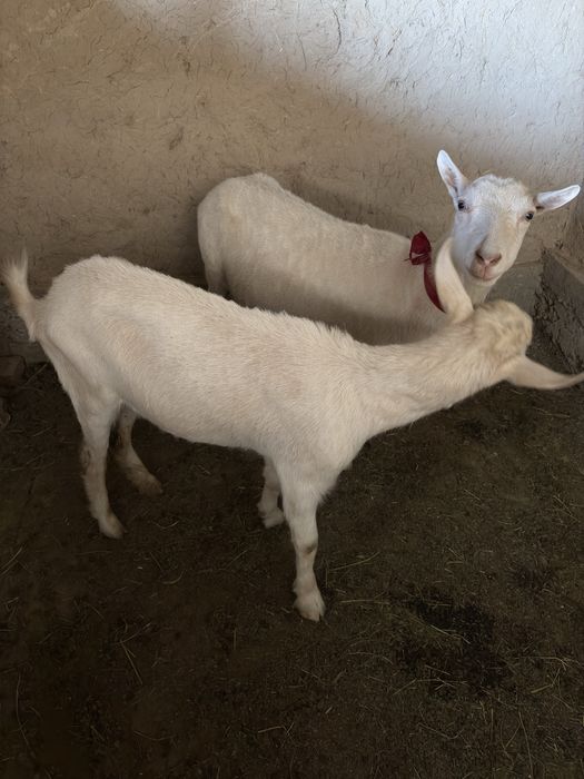 Ешкілер заненский