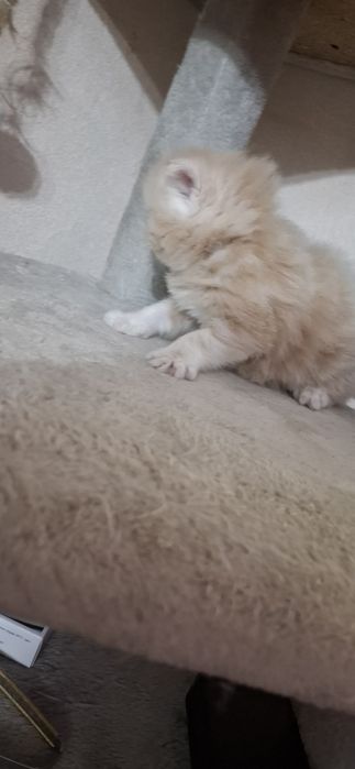 Шотландские котята страйтики