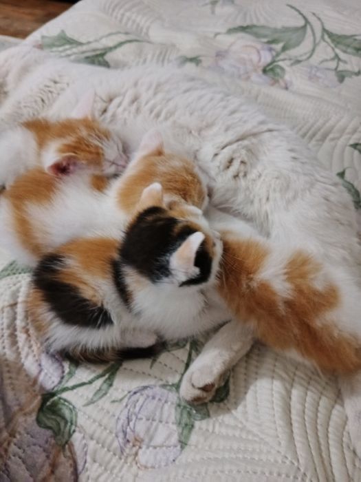 Отдам котят в добрые руки