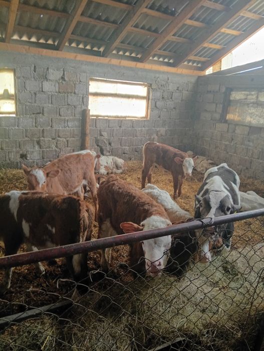 Vacii și vitei intercati