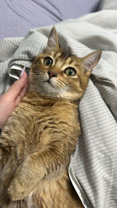 Кошечка, 7 месяцев, домашняя.