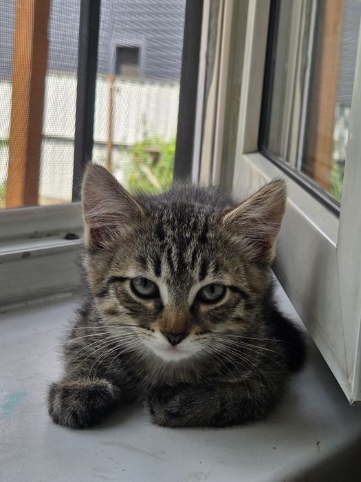 Отдам красивых котят