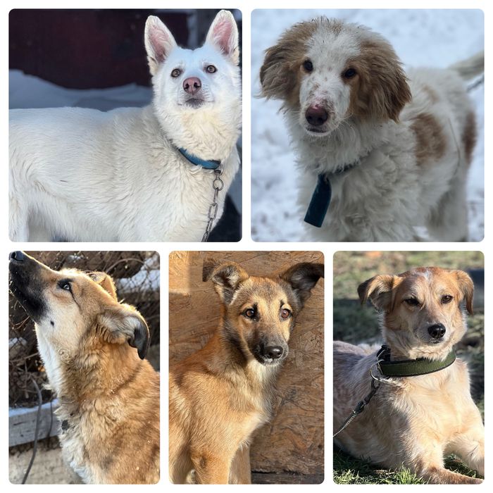 Собаки в хорошие руки