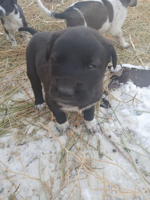 Тобет иттин кушиктери