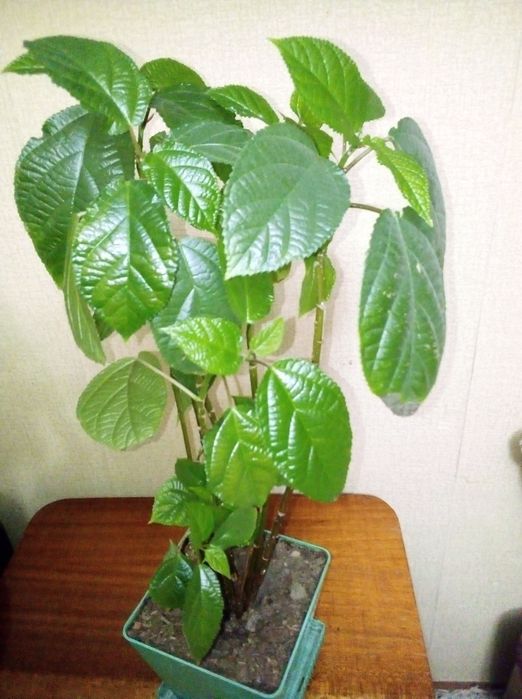 Растения для офиса