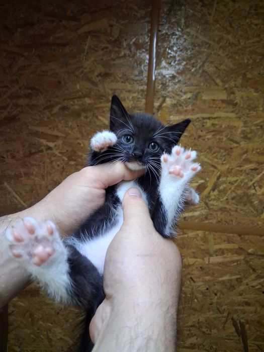 Pui pisica pentru adoptie