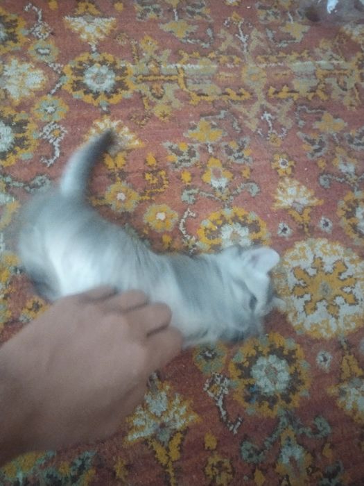 Продаются котята породистые