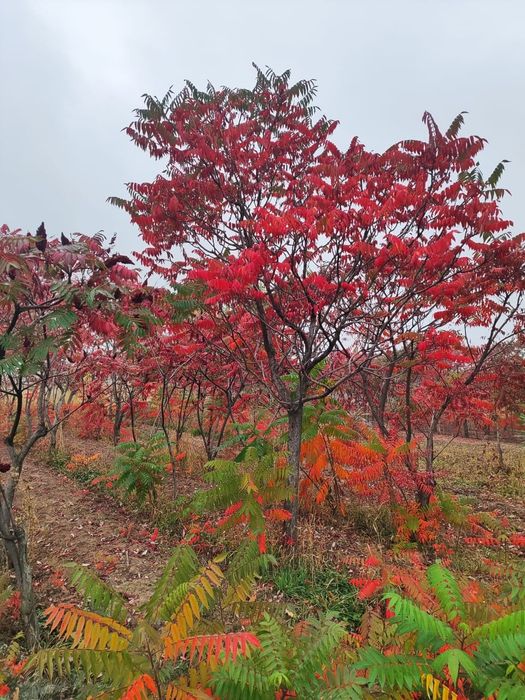 Клён  краснолисный, Канадский.