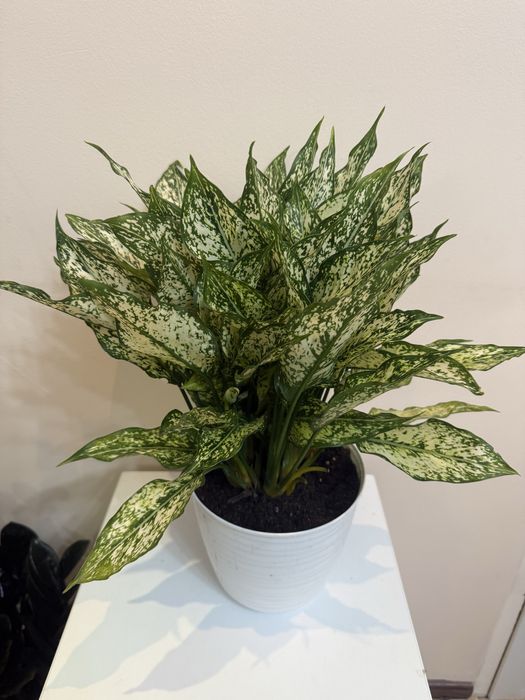 Аглаонема Даймонд