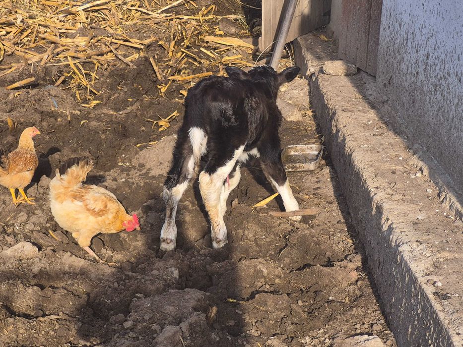 Vând vacă cu vițel