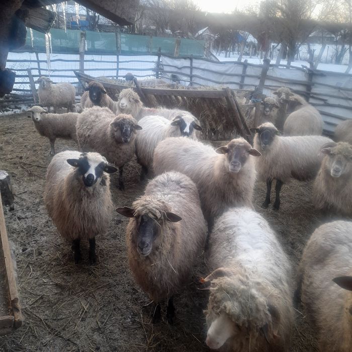 Vand 16 0i si un noatin