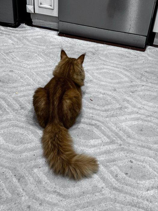 Срочно ищем невесту для молодого красавца Мейн-куна!