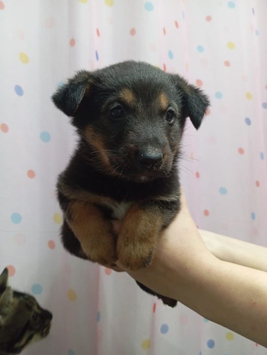 Продам щенков немецкой овчарки