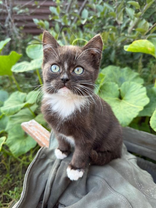 Отдам котят в добрые руки