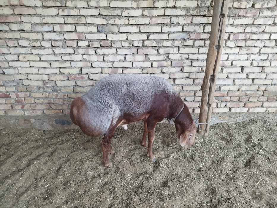 Arashan Qirgʻiziston qoʻchqori