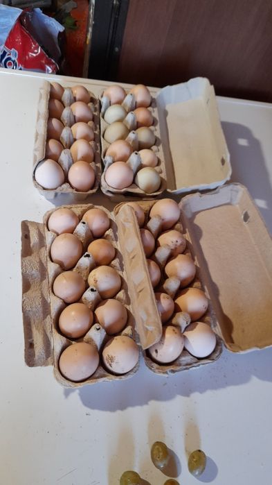 Vhnd oua de auroslop