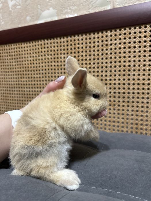 Продам декоративных кроликов
