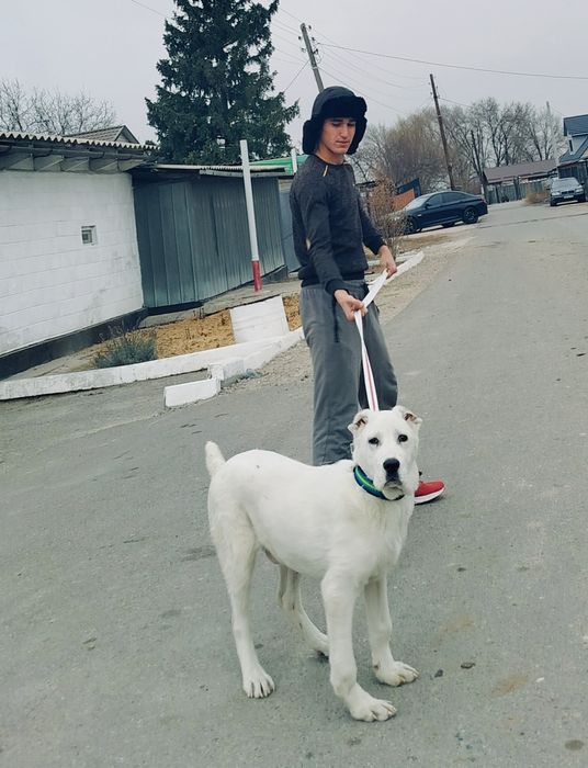 Щинок алобай 5месецов