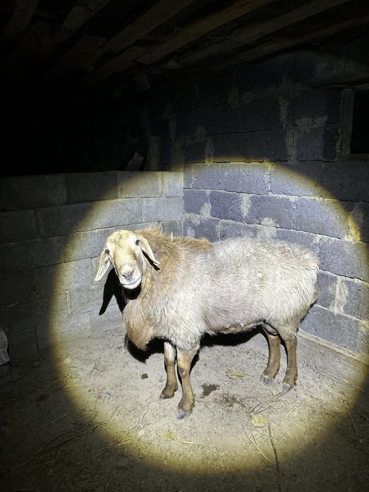 Қошқар сатылады*