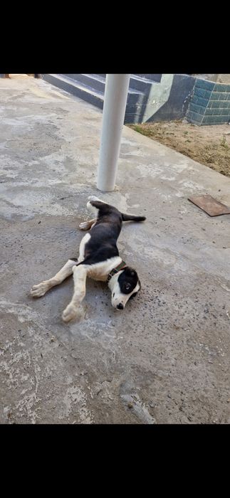 Сабака сабака ит ит