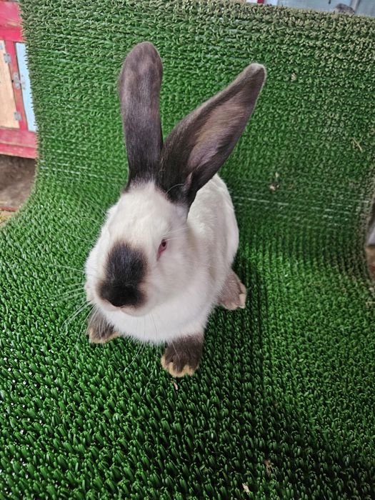 Berbec german / Urias de Transilvania